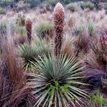 Huge plant in the paramo of the Cotopaxi National Park